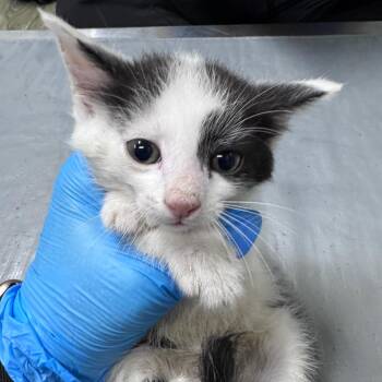 Rockhopper -  Domestic Short Hair Cat for Adoption in Summerville, South Carolina - Rockhopper | PetCurious