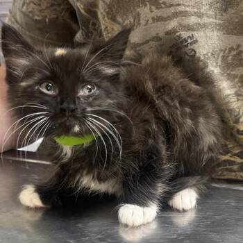 Dolly -  Domestic Short Hair Cat for Adoption in Clanton, Alabama - Dolly | PetCurious