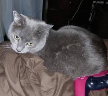 Domestic Short Hair Cats Available for Adoption in El Paso, Texas - Zyphyr | PetCurious