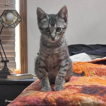 Diesel -  Domestic Short Hair Cat for Adoption in Wichita, Kansas - Diesel | PetCurious