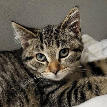 Rescue Domestic Short Hair Cats for Adoption in Grayslake, Illinois - Sass | PetCurious