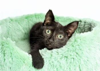 CHOCOCAT -  Domestic Short Hair Cat for Adoption in Fort Lauderdale, Florida - CHOCOCAT | PetCurious