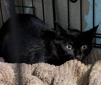 Dutton -  Domestic Short Hair Cat for Adoption in Virginia Beach, Virginia - Dutton | PetCurious
