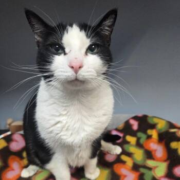 Nell Bell -  Domestic Short Hair Cat Available for Adoption in Port Charlotte, Florida - Nell Bell | PetCurious