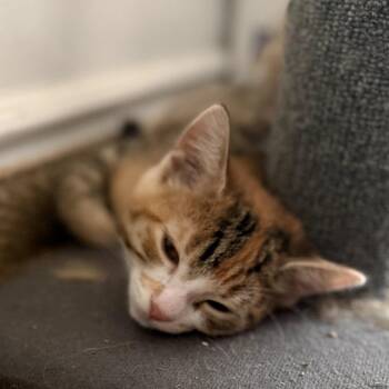 Bailey -  Domestic Short Hair Cat for Adoption in Long Beach, California - Bailey | PetCurious