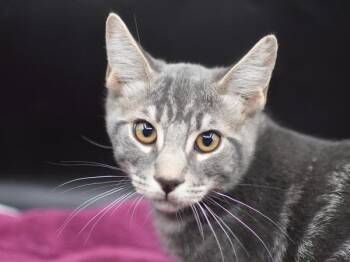 Marcus -  Domestic Short Hair Cat for Adoption in Portland, Oregon - Marcus | PetCurious