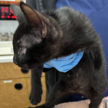 Anubis -  Domestic Short Hair Cat for Adoption in West Palm Beach, Florida - Anubis | PetCurious