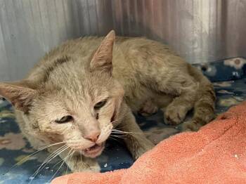 Domestic Short Hair Cats Available for Adoption in Tustin, California - SABER | PetCurious