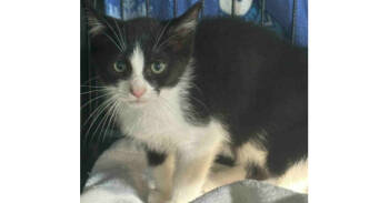 Rescue Domestic Short Hair Cats for Adoption in Virginia Beach, Virginia - Temper | PetCurious