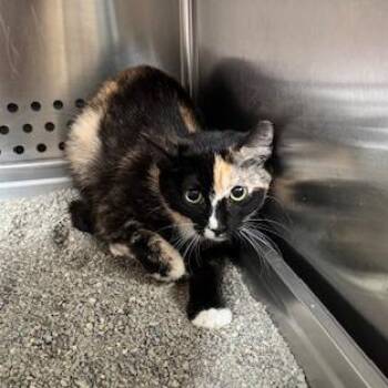 Domestic Short Hair Cats Available for Adoption in Denver, Colorado - Selena Houston | PetCurious