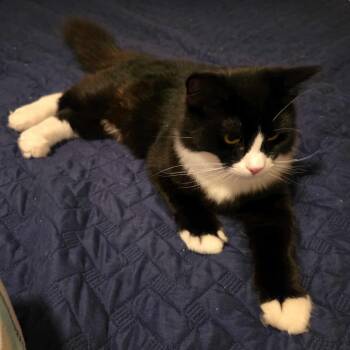 Rescue Domestic Long Hair Cats for Adoption in Gladstone, Oregon - Fluffy | PetCurious