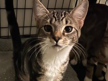 Gabby -  Domestic Short Hair Cat for Adoption - Gabby | PetCurious