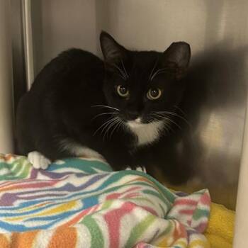 Brunch -  Domestic Short Hair Cat for Adoption in Walnut Creek, California - Brunch | PetCurious