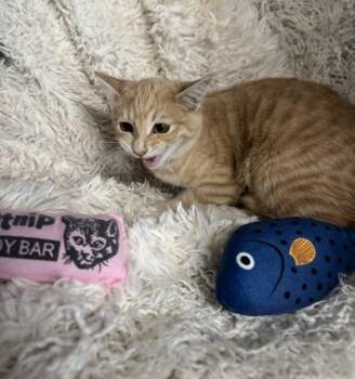 Domestic Short Hair Cats Available for Adoption - Lime | PetCurious