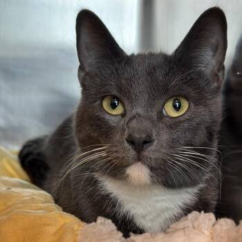 Domestic Short Hair Cats Available for Adoption in Matteson, Illinois - Gummy Cluster | PetCurious