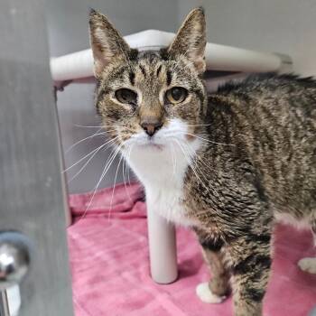 Angel baby -  Domestic Short Hair Cat for Adoption in Ridgely, Maryland - Angel Baby | PetCurious