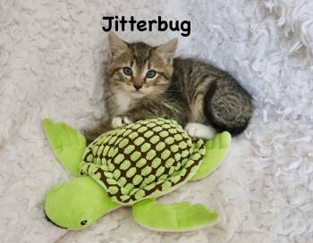 Jitterbug -  Tabby Cat for Adoption in St. Augustine, Florida - Jitterbug | PetCurious