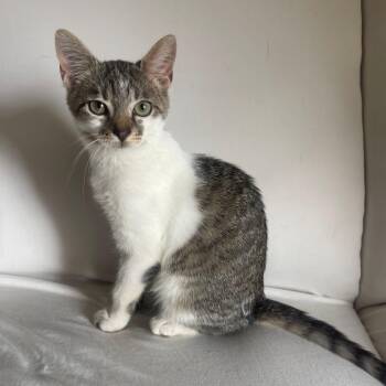 Bubbles -  Domestic Medium Hair Cat for Adoption in Valdosta, Georgia - Bubbles | PetCurious