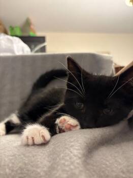 Papa Smurf -  Domestic Short Hair Cat Available for Adoption in Parkville, Maryland - Papa Smurf | PetCurious