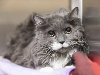 Domestic Long Hair Cats Available for Adoption in Phoenix, Arizona - SUGAR | PetCurious