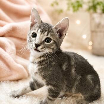 Locket -  Domestic Short Hair Cat for Adoption in Cumming, Georgia - Locket | PetCurious