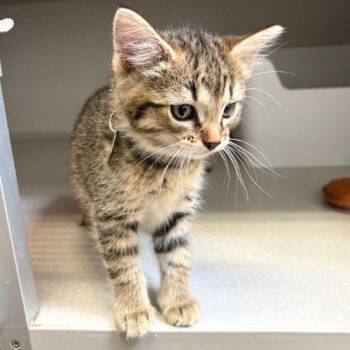 Domestic Medium Hair Cats Available for Adoption in Aurora, Colorado - RUSH | PetCurious