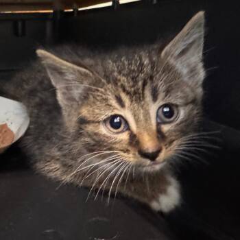 Cracker Barrel -  Domestic Short Hair Cat Available for Adoption in Lynchburg, Virginia - Cracker Barrel | PetCurious