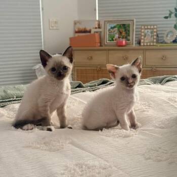 Stella and Astro -  Domestic Short Hair Cat for Adoption in Sunrise, Florida - Stella And Astro | PetCurious