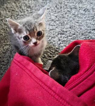 Frodo -  Domestic Short Hair Cat for Adoption in Metamora, Illinois - Frodo | PetCurious