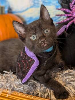 Sesame -  Domestic Short Hair Cat for Adoption in Fremont, California - Sesame | PetCurious