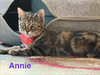 Annie -  Tabby Cat for Adoption in Woodinville, Washington - Annie | PetCurious