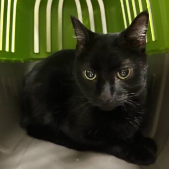 Dice -  Domestic Short Hair Cat for Adoption in Reno, Nevada - Dice | PetCurious