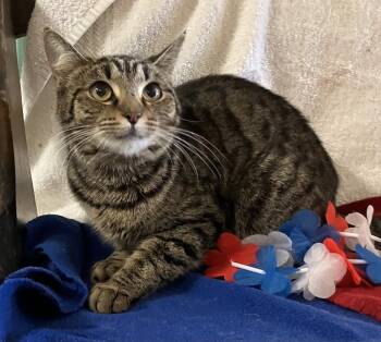 Poirot -  Tabby and Domestic Short Hair Cat for Adoption in Dublin, Ohio - Poirot | PetCurious