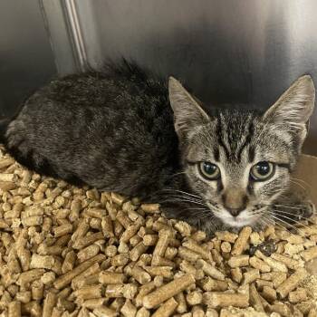 The Bomb -  Domestic Short Hair Cat for Adoption in Donalsonville, Georgia - The Bomb | PetCurious