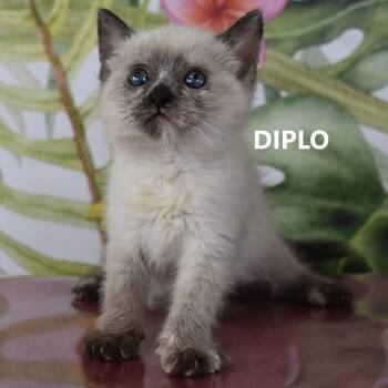 Domestic Short Hair Cats Available for Adoption - Diplo | PetCurious