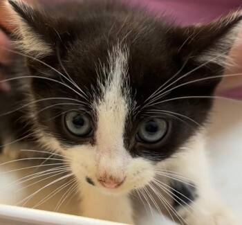 PHINEAS -  Domestic Short Hair Cat for Adoption in Elizabethton, Tennessee - PHINEAS | PetCurious