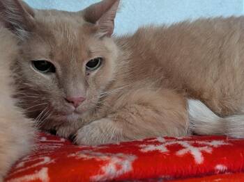 Monterey Jack -  Domestic Short Hair Cat for Adoption in Hyde Park, New York - Monterey Jack | PetCurious