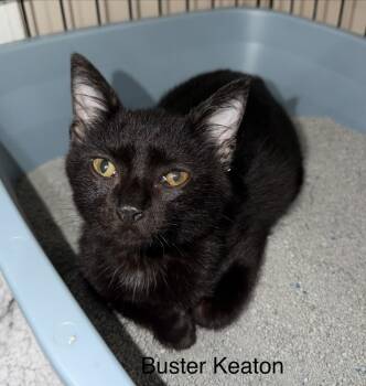 Buster Keaton -  Domestic Short Hair Cat for Adoption in Ferndale, Michigan - Buster Keaton | PetCurious