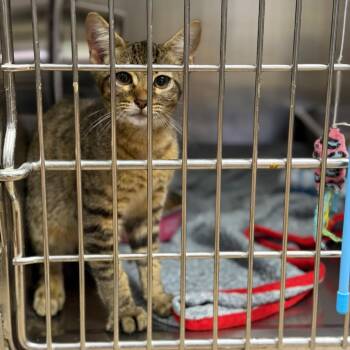 Chef -  Domestic Short Hair Cat for Adoption in Fort Smith, Arkansas - Chef | PetCurious