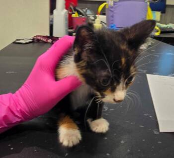 Jessie -  Domestic Short Hair Cat for Adoption in Rowlett, Texas - Jessie | PetCurious
