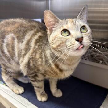 Minka -  Domestic Short Hair Cat for Adoption in Philadelphia, Pennsylvania - Minka | PetCurious
