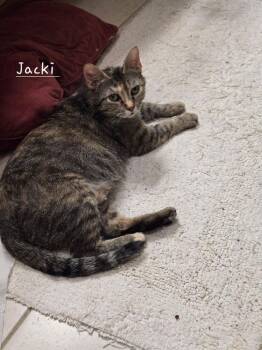 Jacki 7427 -  Domestic Short Hair Cat for Adoption in Dallas, Texas - Jacki 7427 | PetCurious
