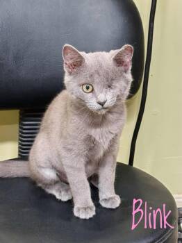 Blink -  Domestic Short Hair Cat for Adoption in Bethel, Ohio - Blink | PetCurious