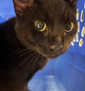 Nugget A219368 -  Domestic Short Hair Cat for Adoption in Plano, Texas - Nugget A219368 | PetCurious