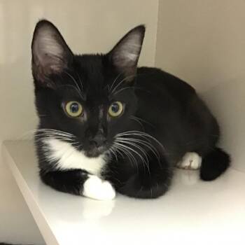 Elvira -  Domestic Short Hair Cat for Adoption in Redwood City, California - Elvira | PetCurious