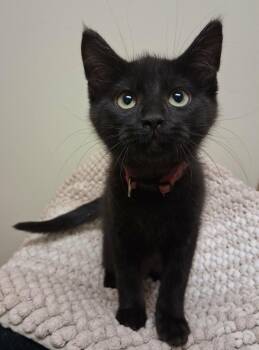 Domestic Short Hair Cats Available for Adoption in Fremont, Ohio - Akela | PetCurious
