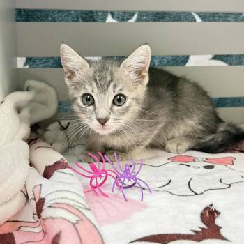 Dolly Parton -  Domestic Short Hair Cat for Adoption in Lynchburg, Virginia - Dolly Parton | PetCurious