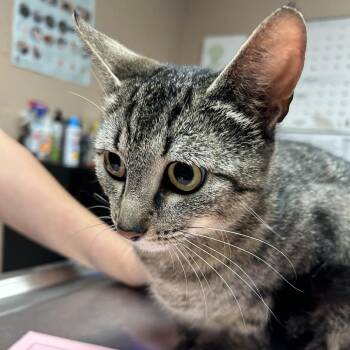 Domestic Short Hair Cats Available for Adoption in Newport, North Carolina - Mermaid | PetCurious