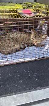 Domestic Short Hair Cats Available for Adoption in San Antonio, Texas - TAYLOR | PetCurious