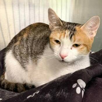 Tyla -  Domestic Short Hair Cat for Adoption in Cumming, Georgia - Tyla | PetCurious